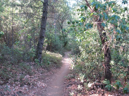 foresthill_trail_2